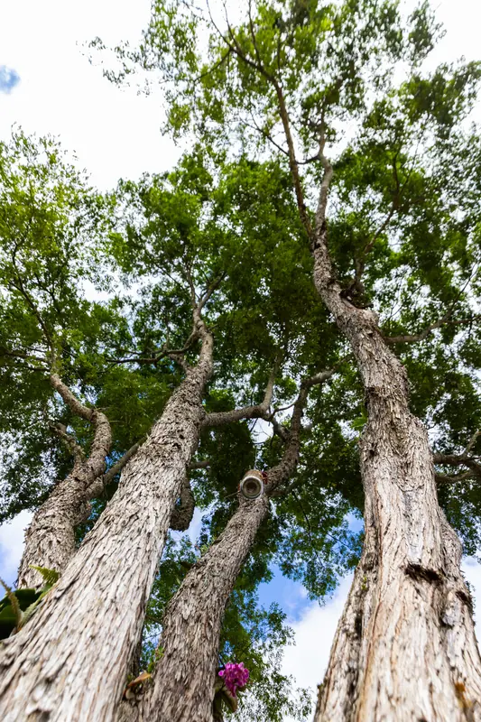 Troncos altos do bosque vistos de baixo, com a copa contra o céu